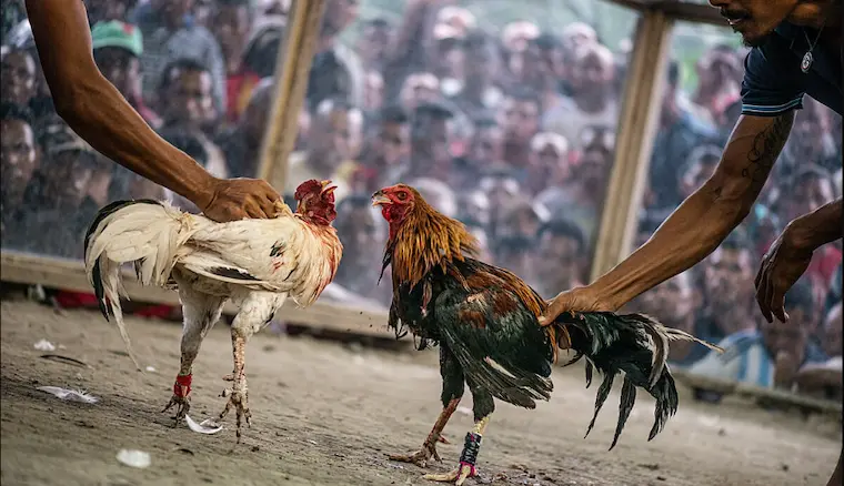 How to view cockfighting odds