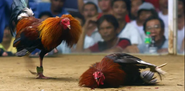 Notes on how to view cockfighting odds