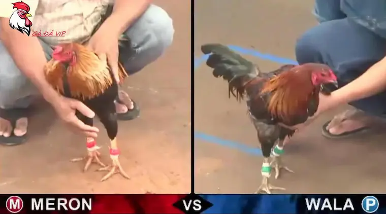 Rules of the game when participating in cockfighting