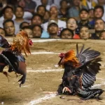 Tala888 cockfighting