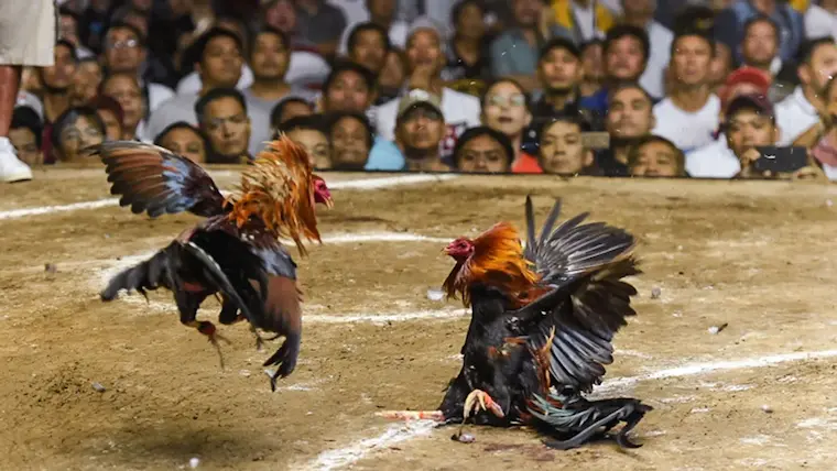 Tala888 cockfighting